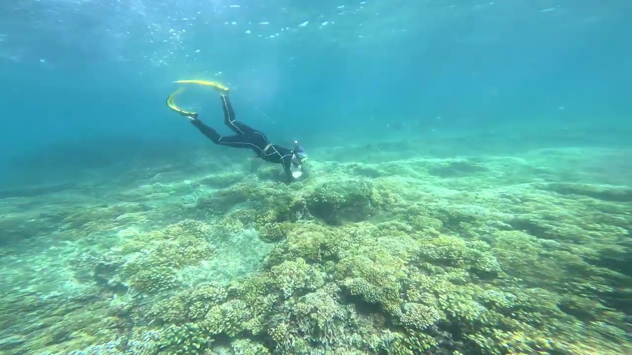 Duck dive in Coiba - Sea Turtle