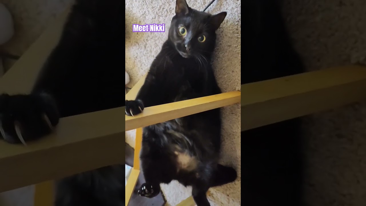 She's my baby girl #catshorts #catsbeingcute #catsbeingsilly #blackcat #catvideos #catsplaying #cats