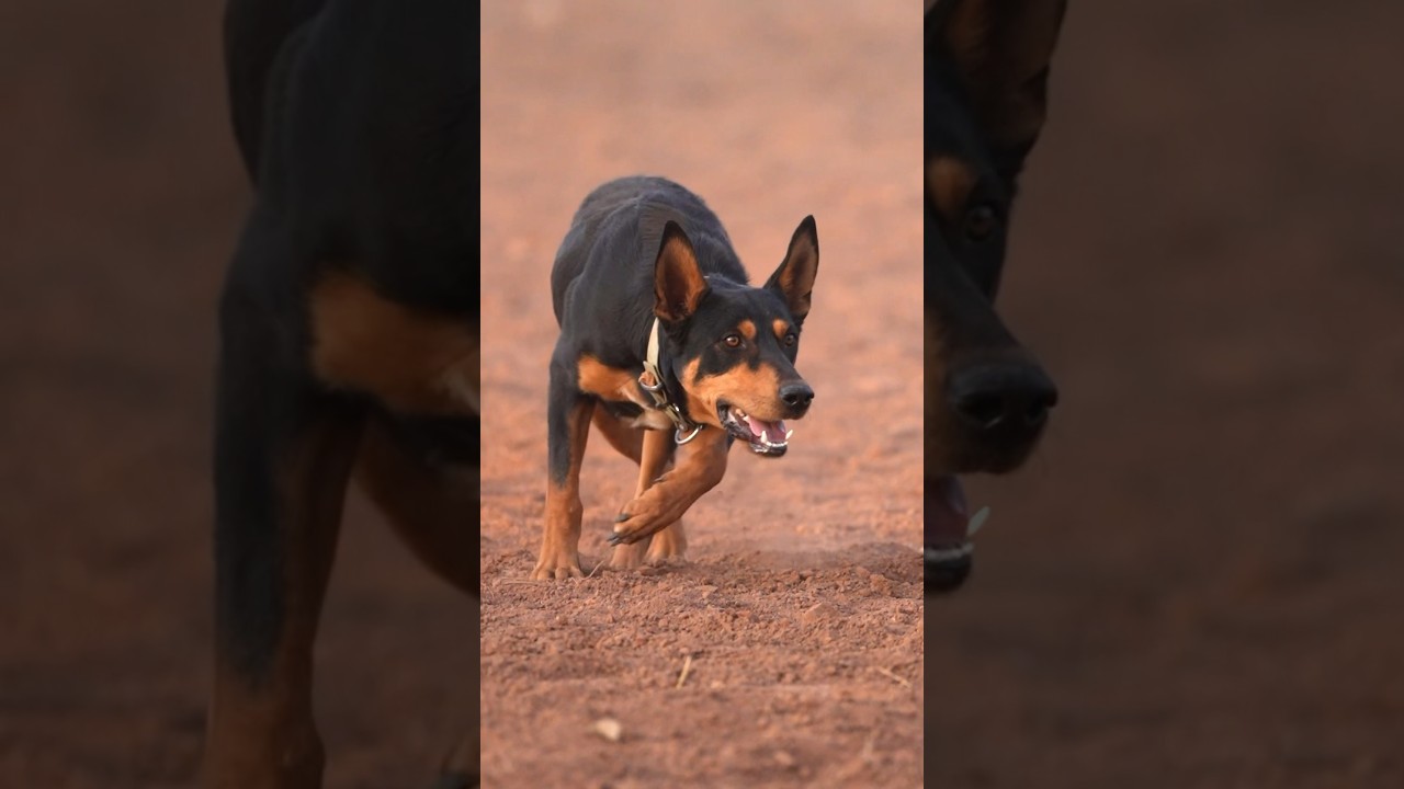 Australian Working Kelpie in Action