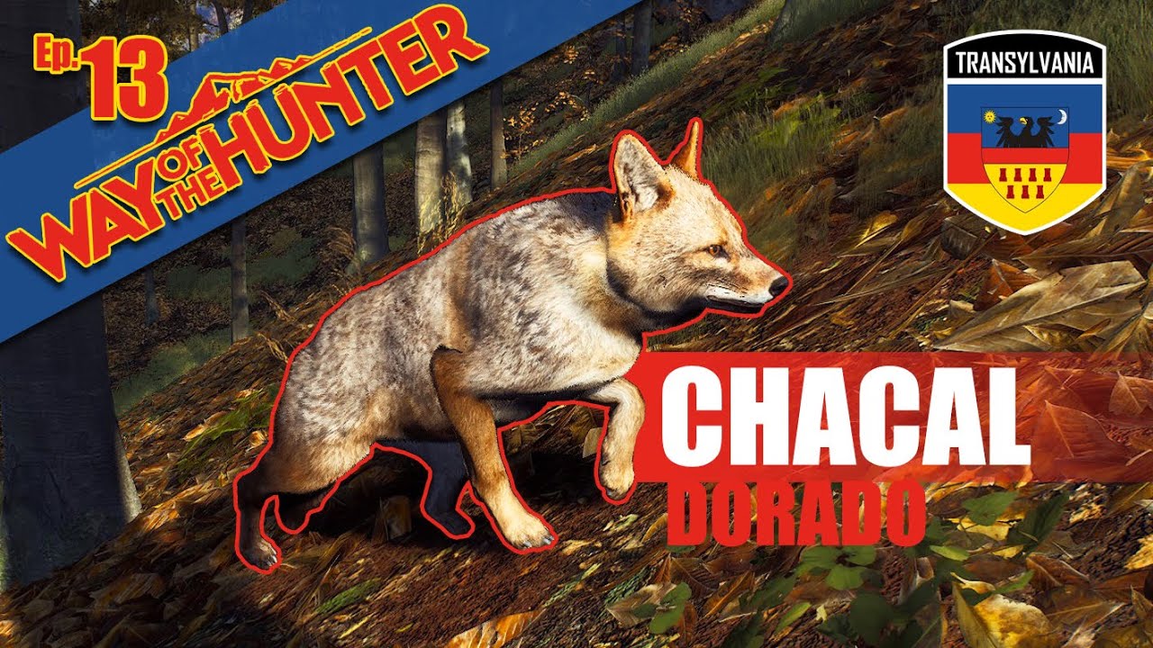 Transilvania 🦇 En BUSCA del nuevo CHACAL DORADO - WAY OF THE HUNTER Ep13 | GAMEPLAY ESPAÑOL