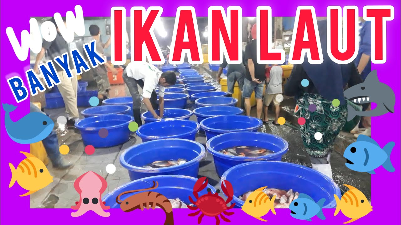 Pelelangan Ikan Laut Kalibaru Gang Bakri Cilincing Jakarta Utara #pelelanganikan #pasarikan