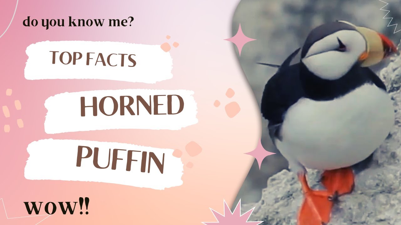 horned puffin facts