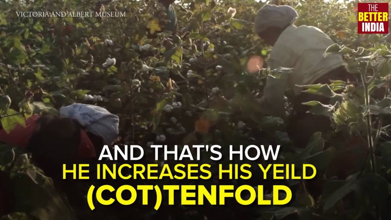 The perfect recipe for a high yield of cotton