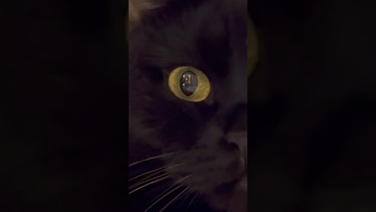 🖤🐈&zwj;⬛ #cat #minipanther