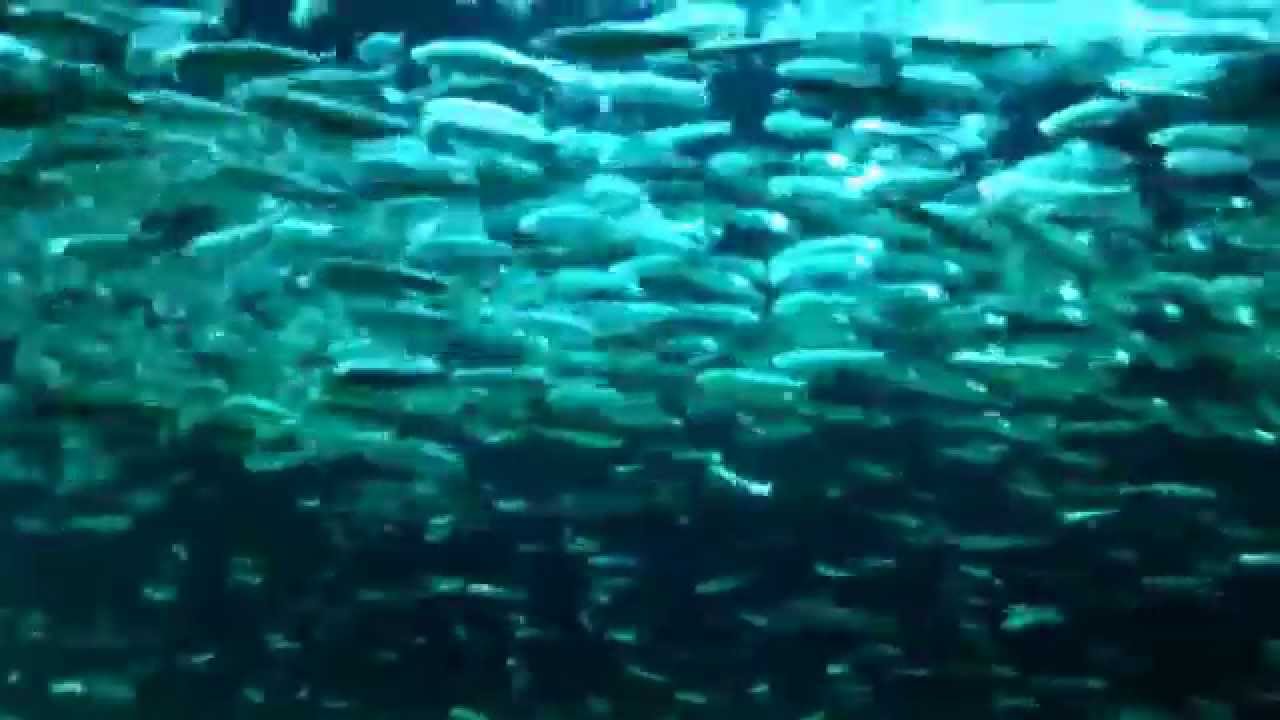 葛西臨海水族園 サメ水槽