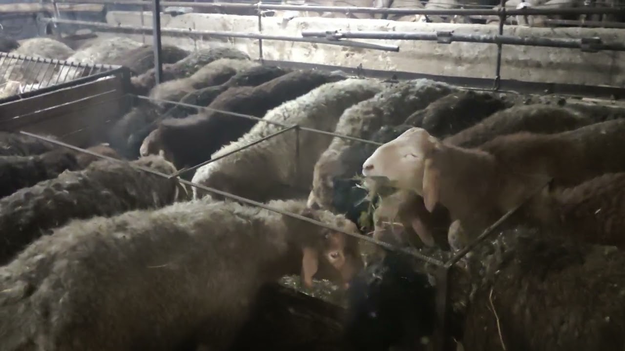 (2291) Все тренировки желудка завершен