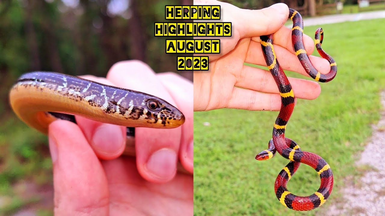 Herping Central Florida - Scarlet Kingsnakes and Eastern Glass Lizard! - [August 2023]