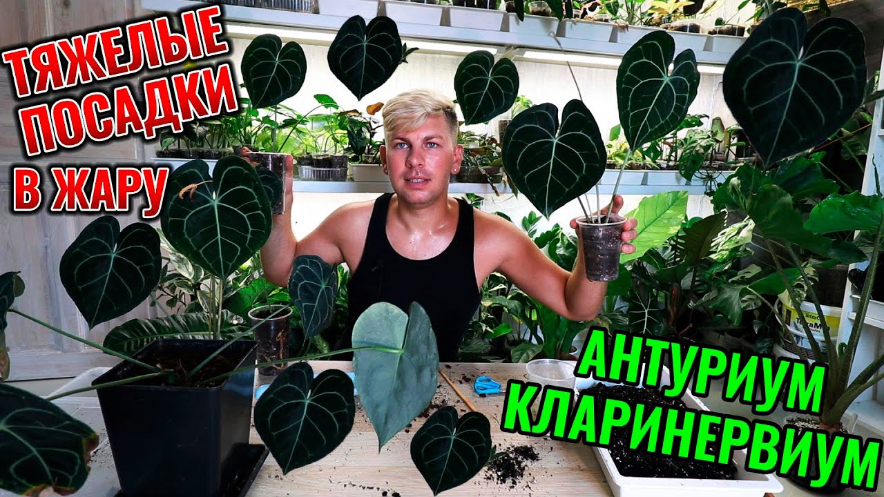 АНТУРИУМ КЛАРИНЕРВИУМ СОДЕРЖАНИЕ УХОД РАЗМНОЖЕНИЕ ШИКАНТНЕ КОМНАТНОЕ РАСТЕНИЕ