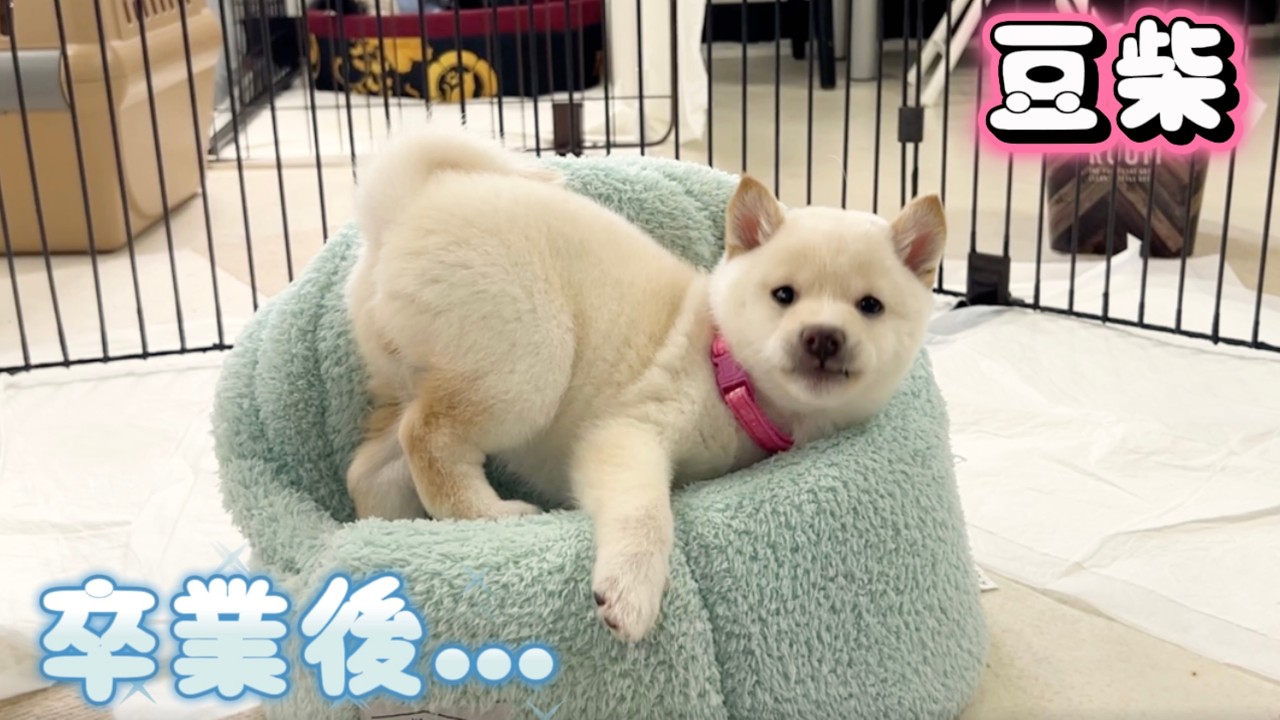 【豆柴犬】子犬あめちゃんのご家族様からお家での様子が届きました！＆ヤンチャお姫のお芋掘り♪“赤ちゃんと癒し”まめしば亭ブログvlog