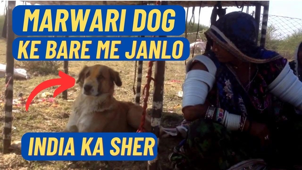 Marwari Sheep Dogs - Know Everything About Marwari Dogs | Indian Dog Breeds
