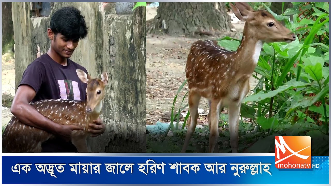 এক অদ্ভূত মায়ার জালে হরিণ শাবক আর নুরুল্লাহ | Deer | Cub | Bhola | Strange | Magic | Mohona TV