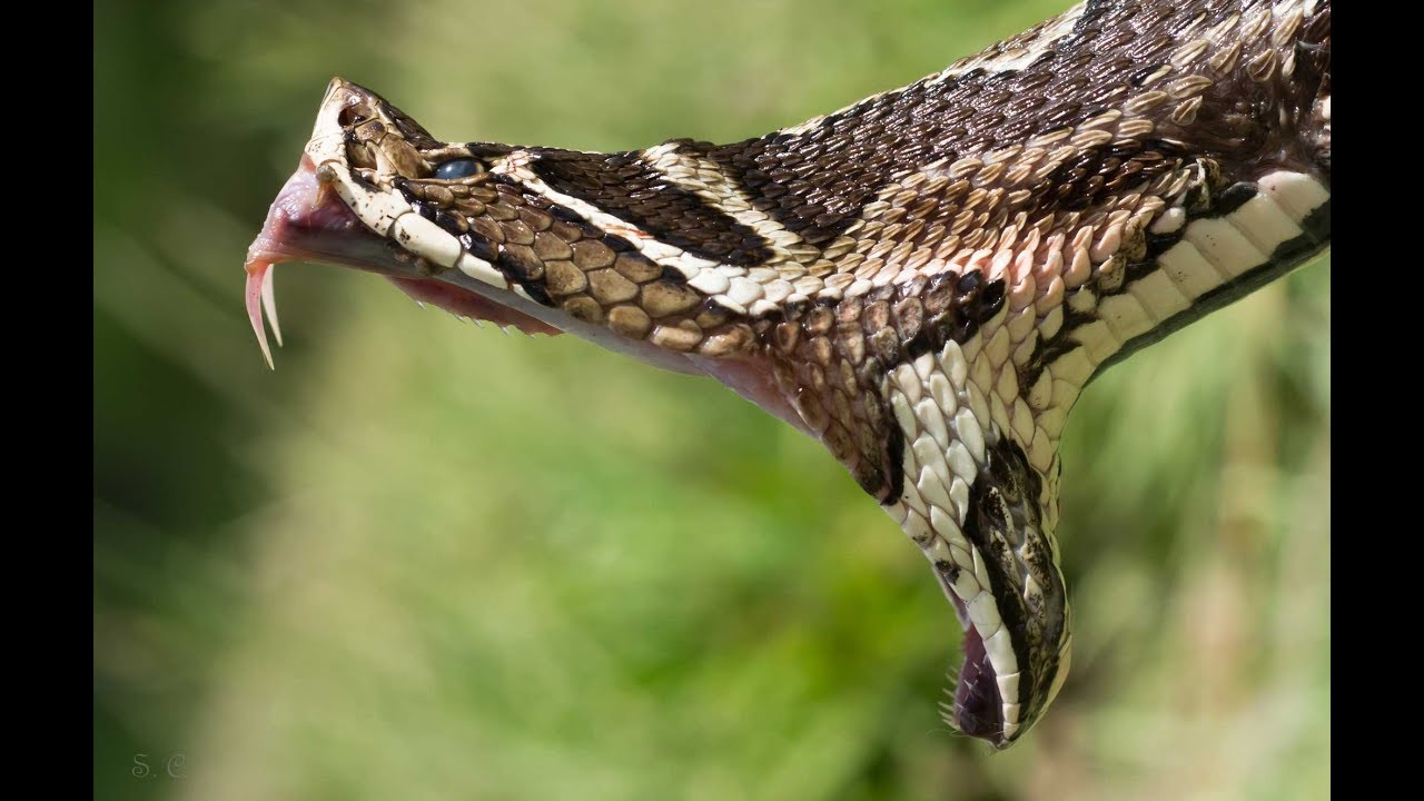 Especie del D&iacute;a N&deg;1  Yarar&aacute; Grande