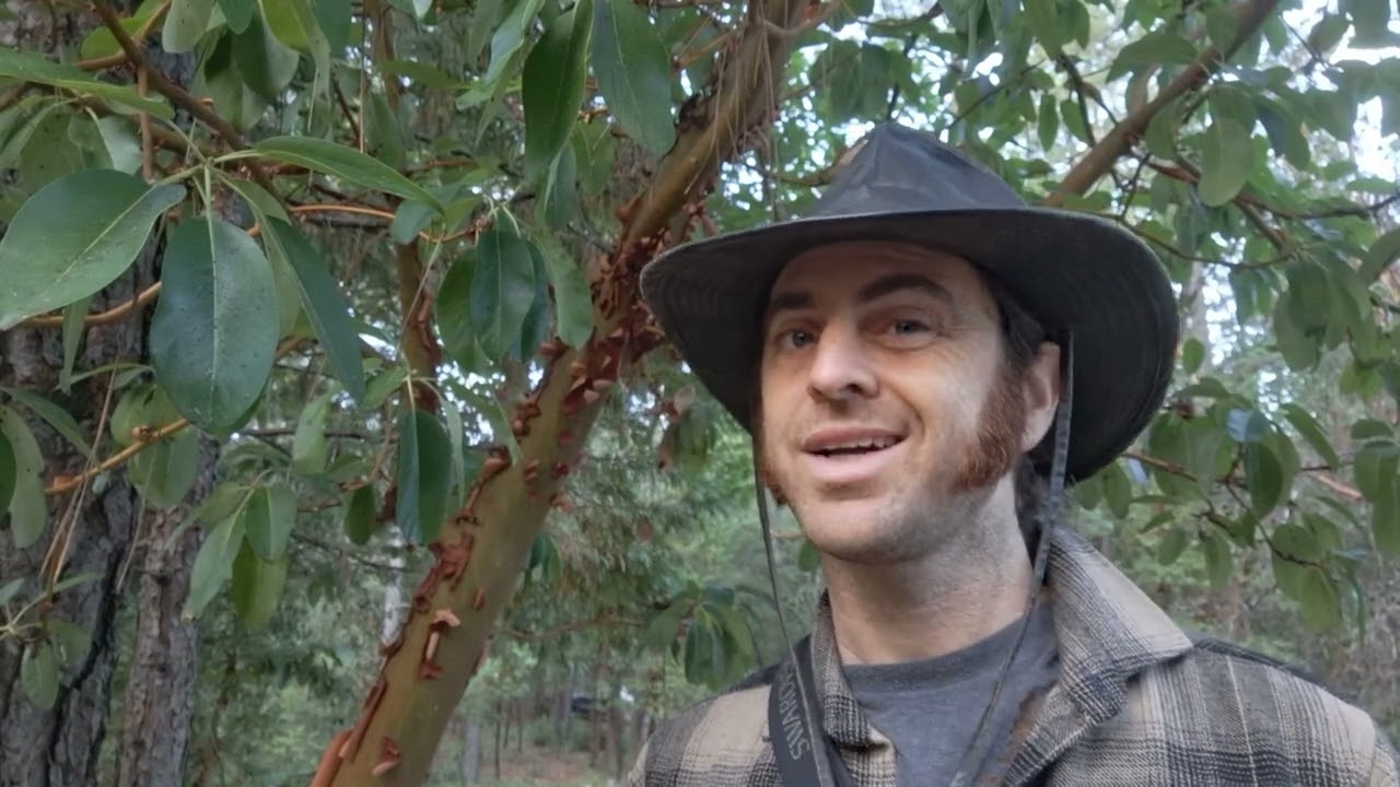 Pacific Madrone Identification and Facts