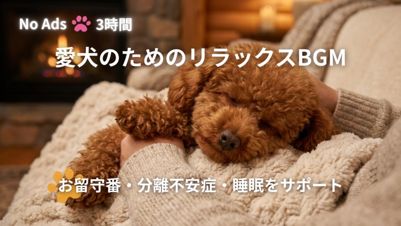 【3時間・広告なし】犬が落ち着くリラックスBGM💤お留守番・睡眠をサポート