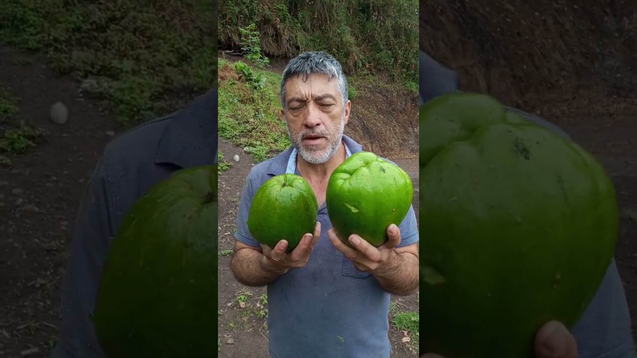 Cosecha de guatila, cidra, papa de pobre #vivelogicamente