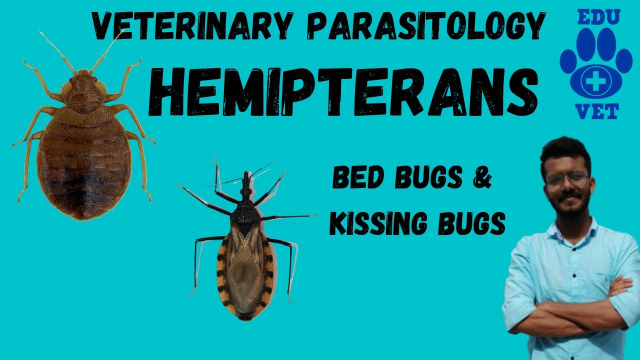 Order Hemiptera-Bugs (Cimex & Triatoma)-Parasitology