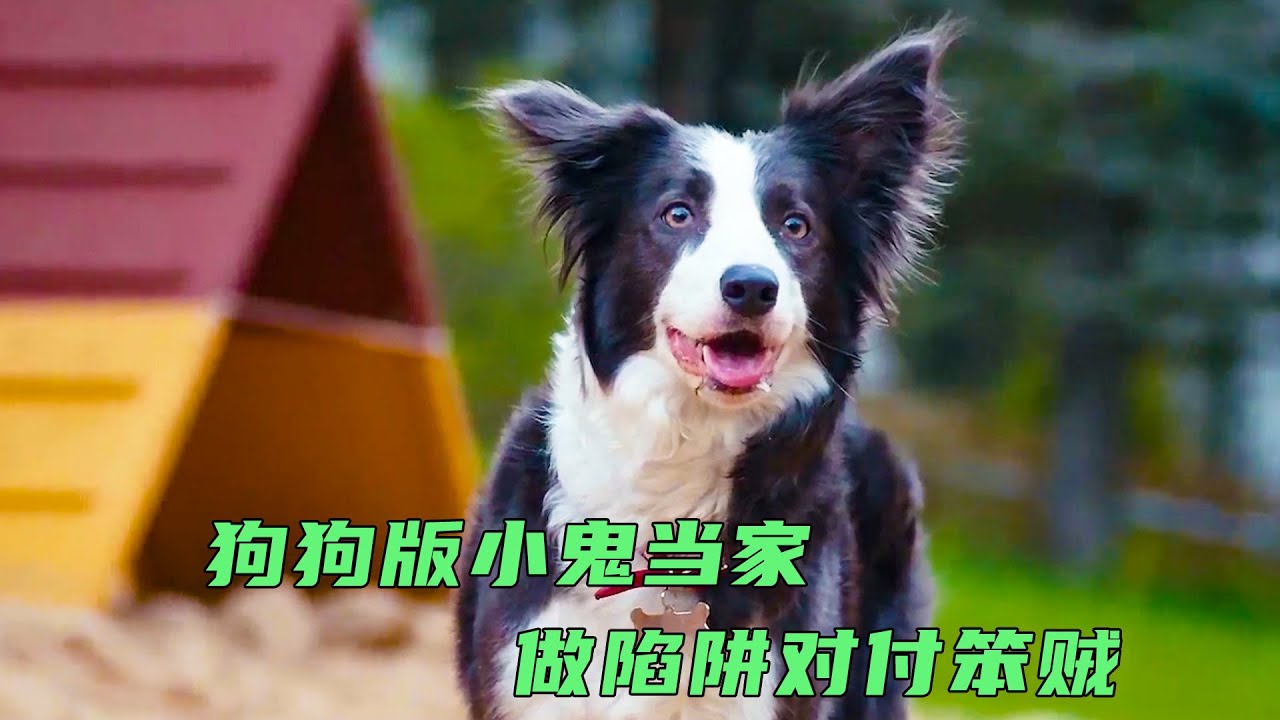 狗狗版小鬼当家，会制作陷阱的小狗，将笨贼耍的团团转