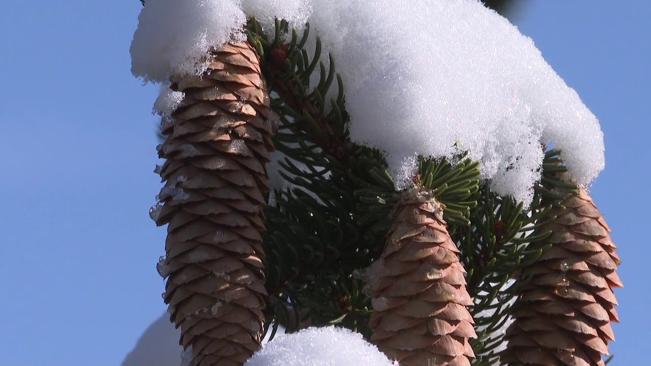 Norway Spruce - compact variety for suburban yards