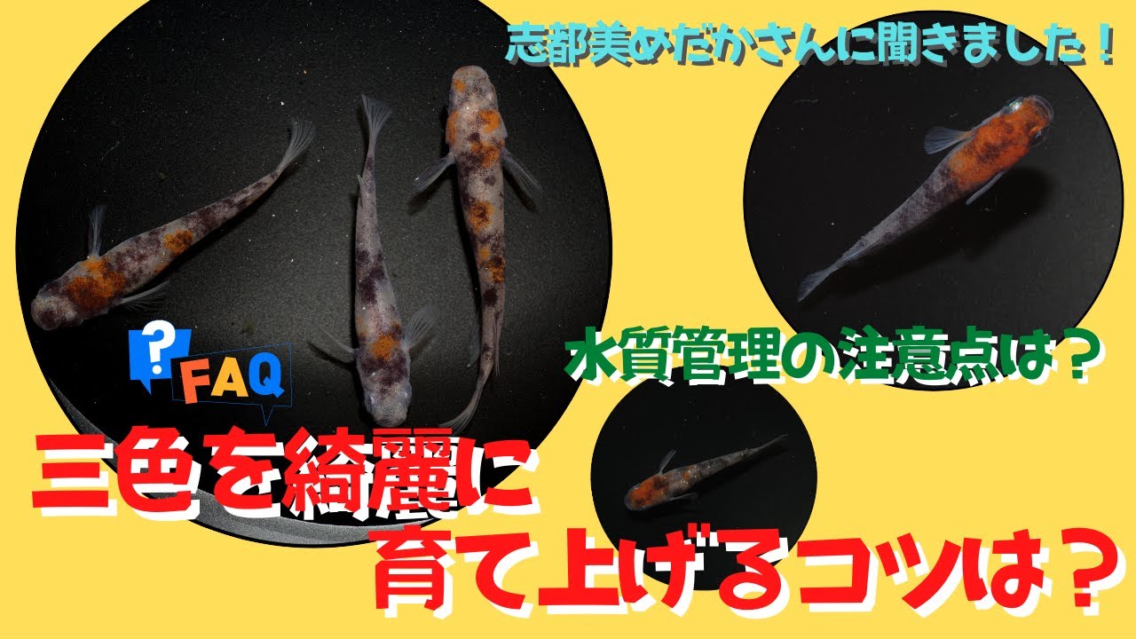 三色一筋のめだか愛好家に綺麗に育てるコツや水質管理について質問してみました☆志都美めだかさんのお気に入りの三色めだかもピックアップ！●後編