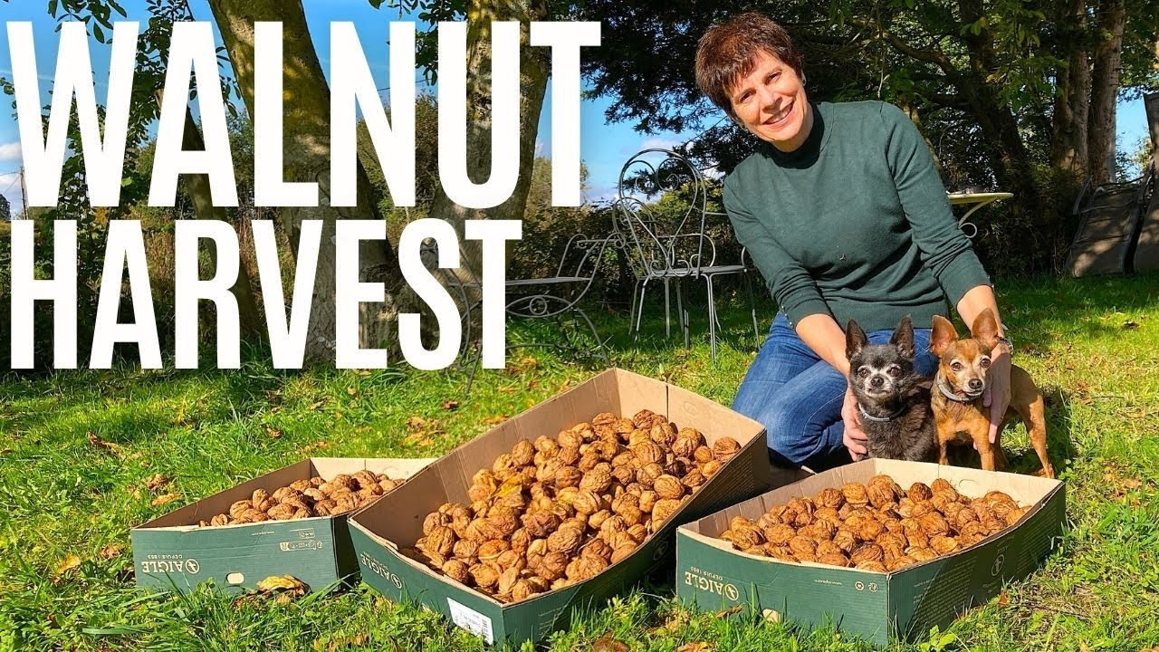 Harvesting Our Walnuts