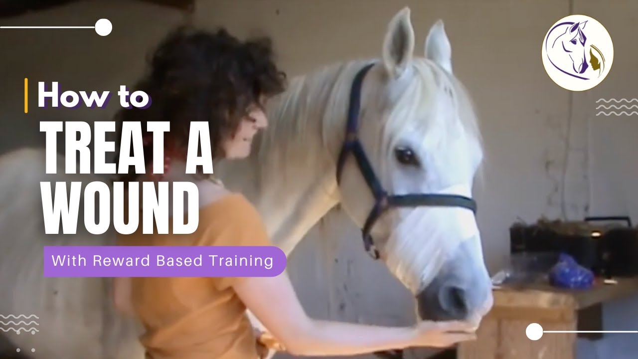 Treating a Wound With Reward Based Training