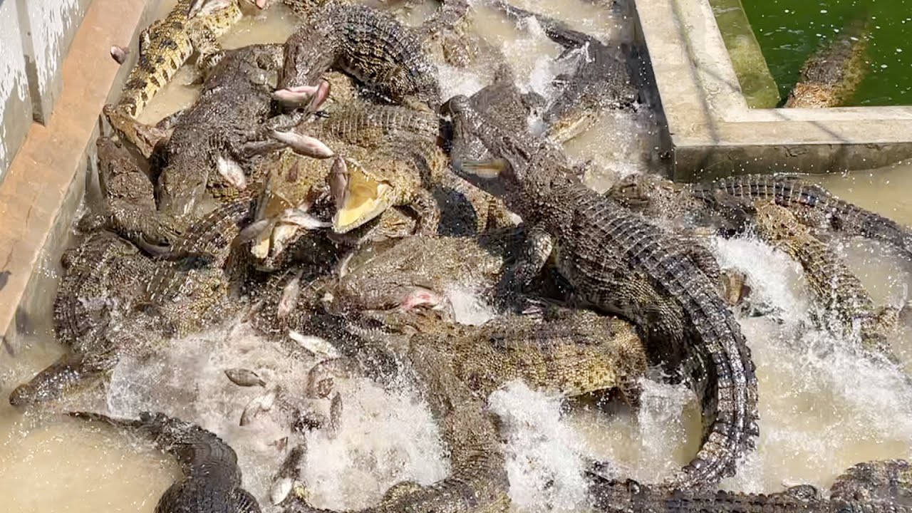 Yummy food for crocodiles