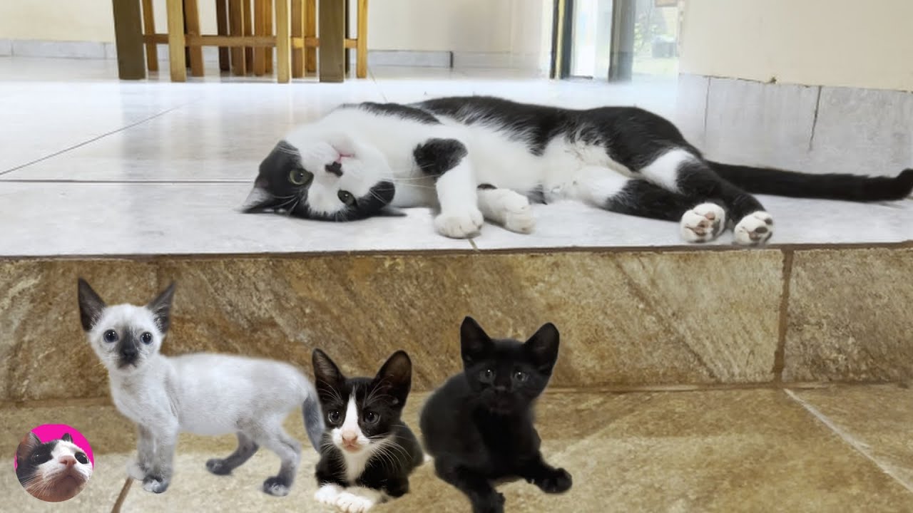 Му, старшая кошка, с большой любовью присматривает за котятами, не состоящими в кровном родстве
