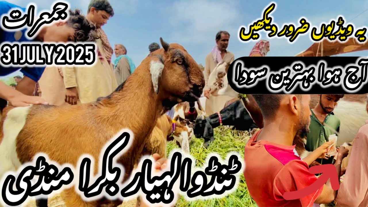 Tando Allahyar Bakra Mandi Latest Update 31 July 2025 || Bakra Mandi 2025 