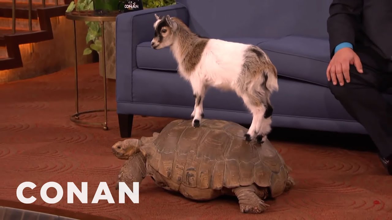 Animal Expert David Mizejewski: Capuchin Monkey, Caracal, Giant Tortoise & Goat | CONAN on TBS