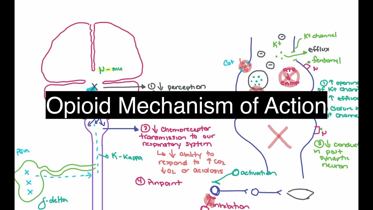 Opioid Mechanism of Action