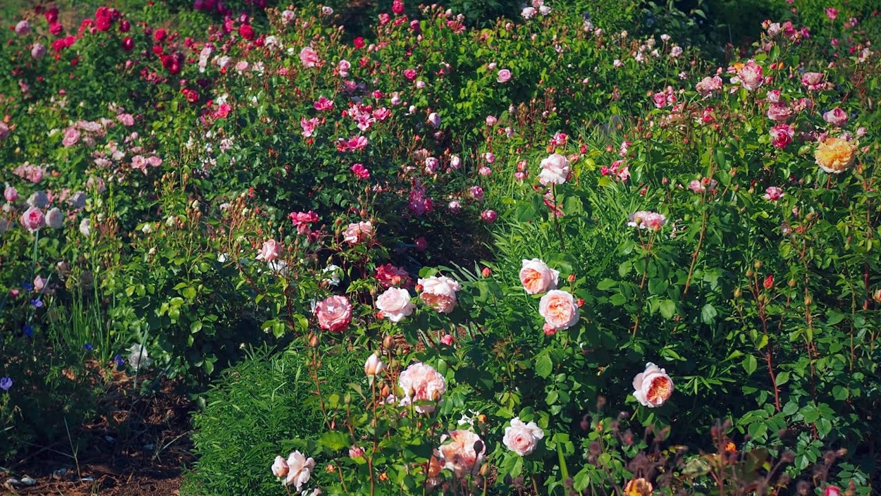 Kordes & Meilland roses into full bloom after storm! - Garden tour 6-15 May 2025