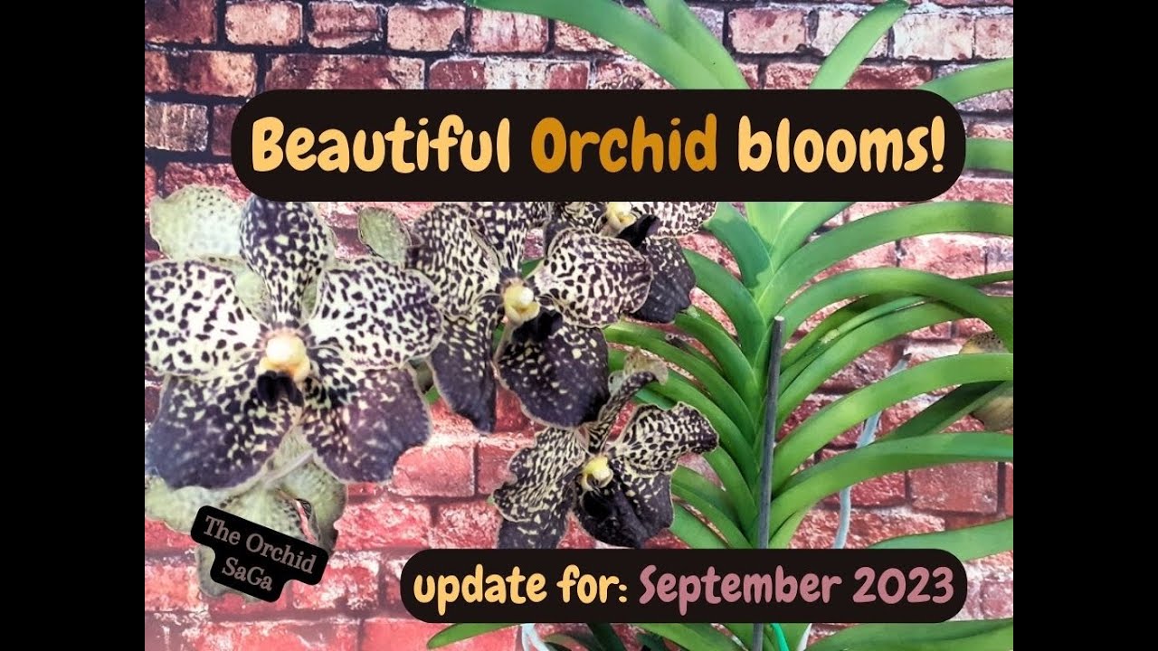Orchid blooms! Update: September
