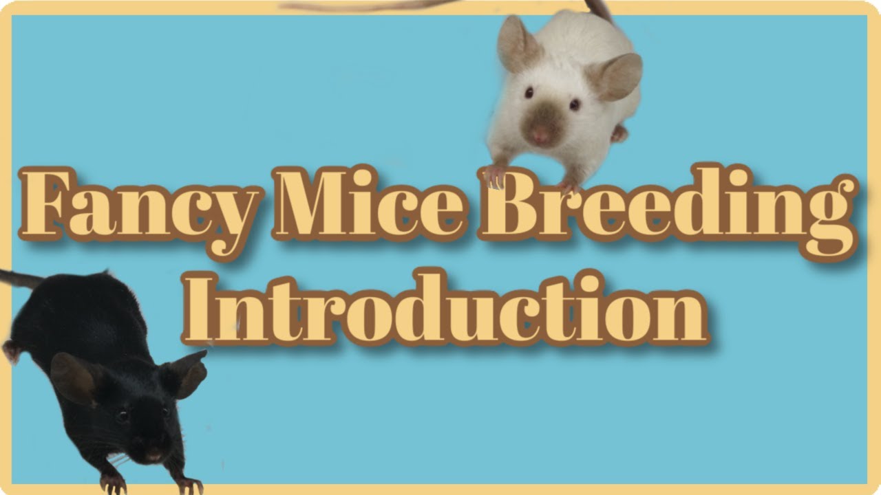 Fancy mice Breeding 1: Introduction