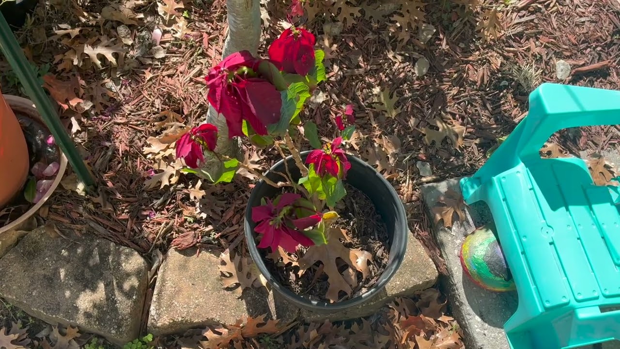 Stone River Nursery - Cold Damage Assessment