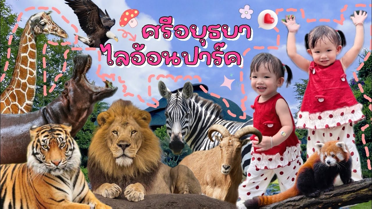 อัปเดต ล่าสุด ปี 2025🦁 “เสือกระโจนใส่! ที่ ศรีอยุธยาไลอ้อนปาร์ค 🐯 ใกล้ชิดจนขนลุก!” | AvaGo Channel