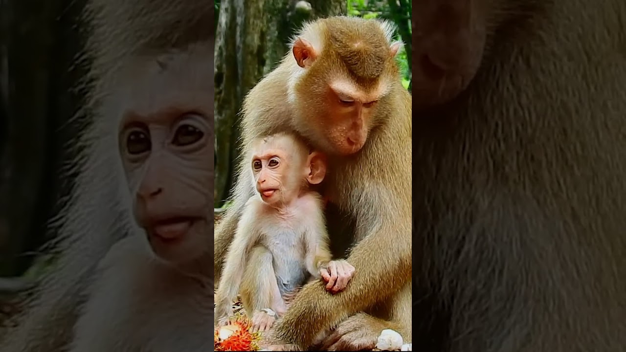 Adorable baby monkey 