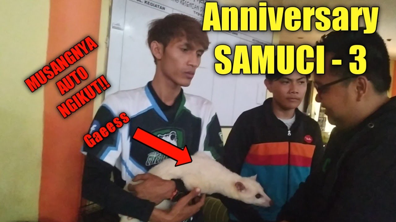 KOMUNITAS MUSANG KUMPUL.
Anniversary SAMUCI 3 (Sahabat Musang Cibinong)