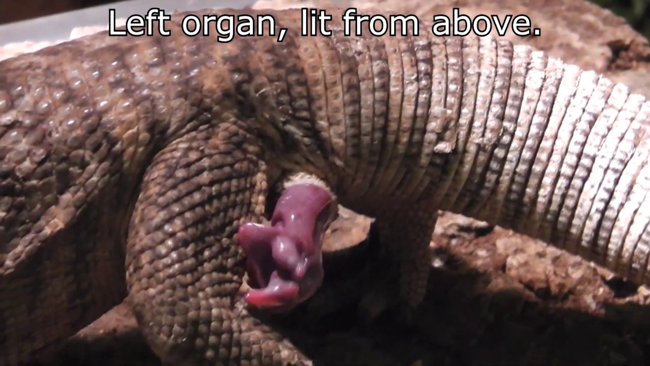 Savannah monitor eversion