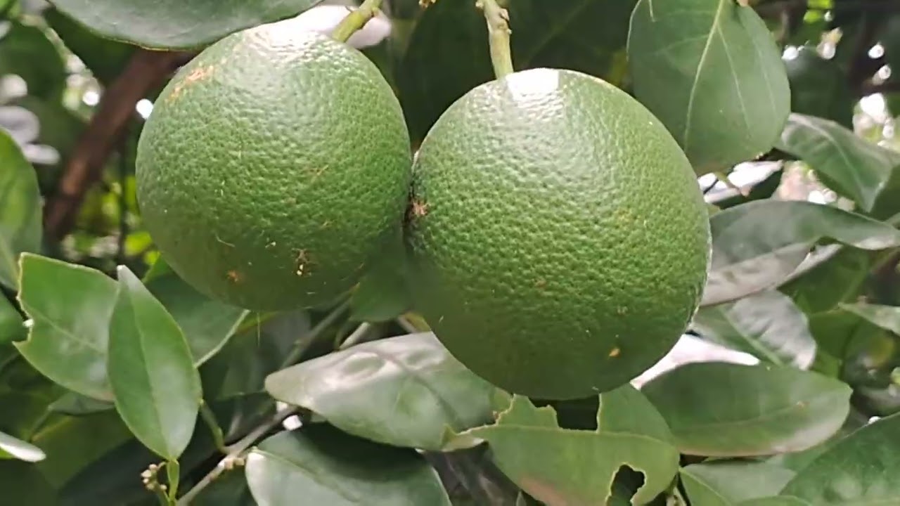 #BOSQUE COM MUITAS FRUTÍFERAS E FLORES