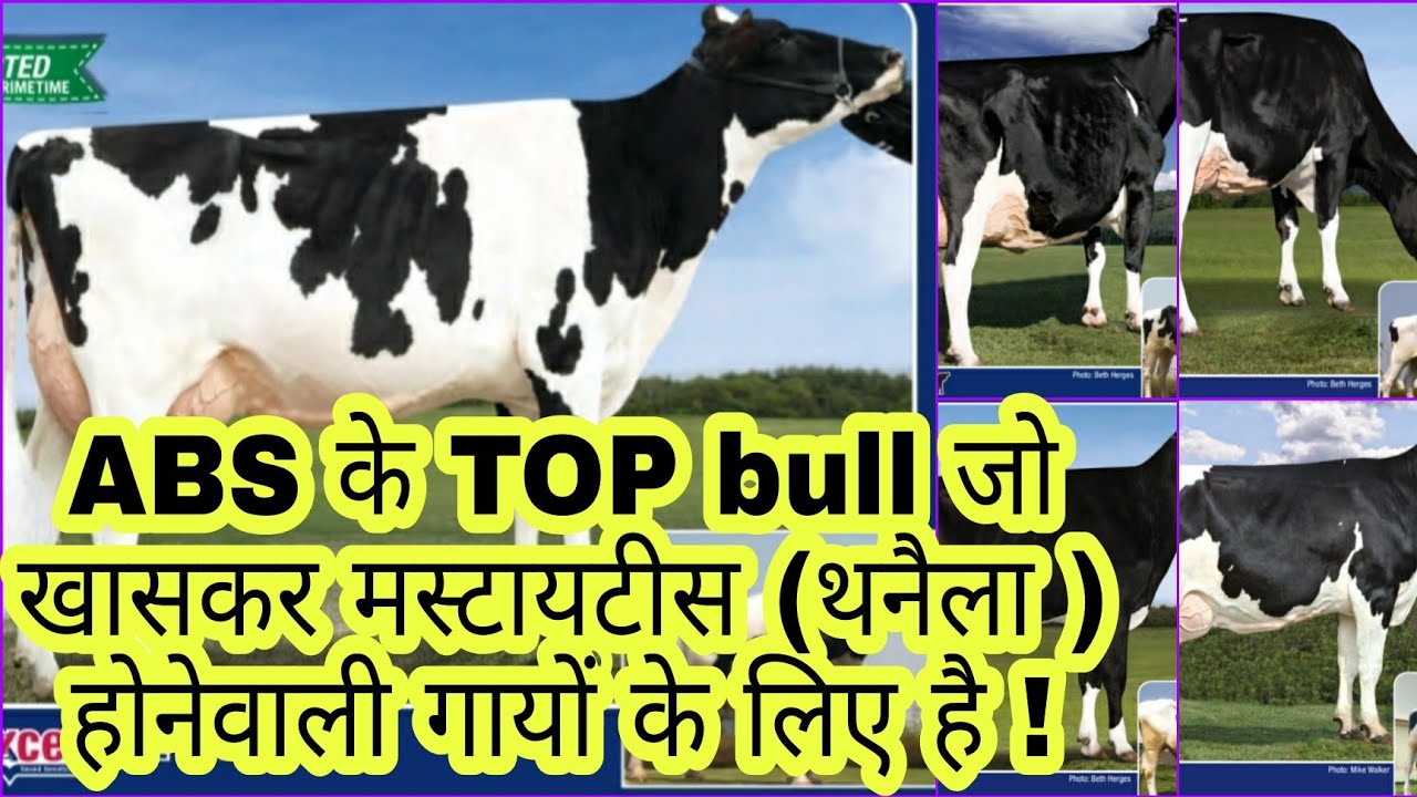 Abs के #Mustities Free (#थनैला फ्री ) TOP 6 bull .#Abs_mustities_free_bull