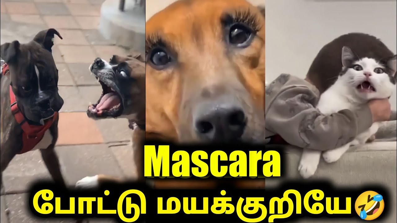 Mascara போட்டு மயக்குறியே | Funny video | Twisty story | Twist at end