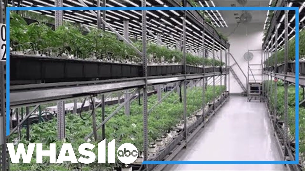 Kentucky awards the first business license for its startup medical cannabis program