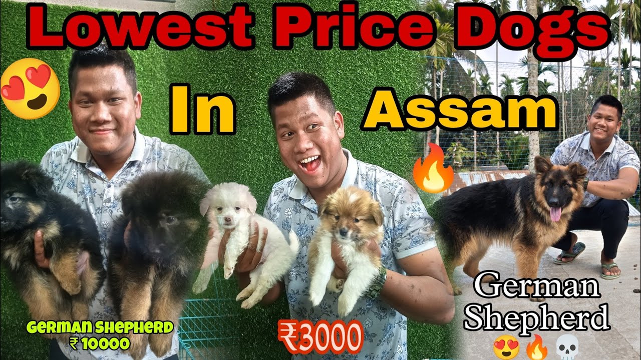 Cheapest Dog Market In Assam 🐶😍🔥 || Staring From Rs 3000 Only 😱|| Assam , Boko|| @SuboVlogs27
