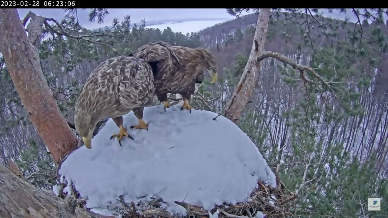 28.02.2023 6:22 Камычи. Ура! Наконец-то пара орланов в гнезде!