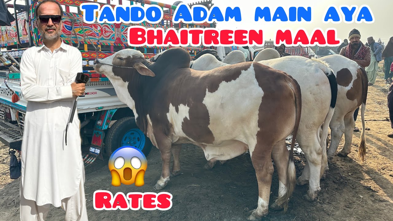 Maal Itna Mangha Kiyn ? / Tando Adam Main Aya Bhaitreen Maal / Qurbani Season 2026 