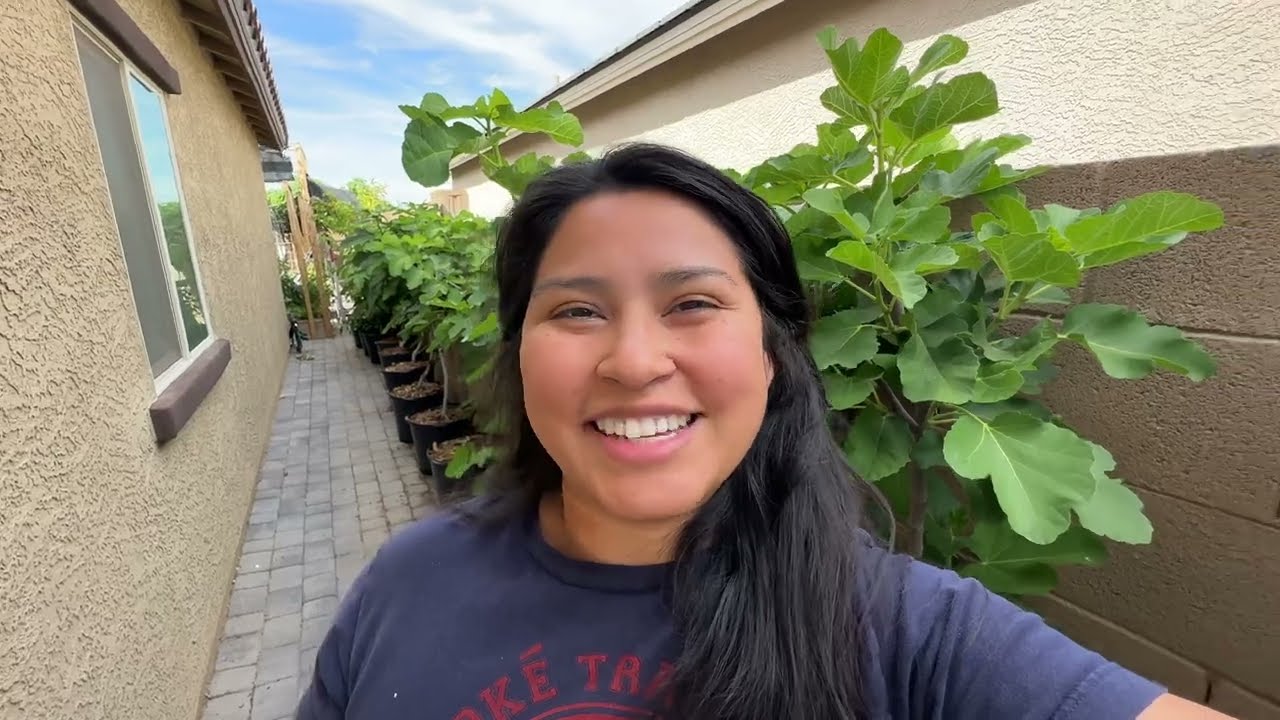 How I Fertilize Fruit Trees in Pots for My HOA Garden