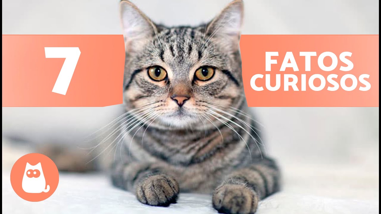 7 CURIOSIDADES sobre GATOS TIGRADOS 🐱