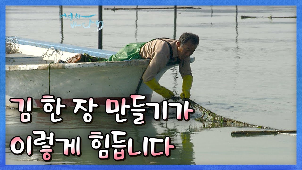 극한직업이 따로 없는 김 양식 #슈퍼김 #해남 #장흥  [어영차바다야]