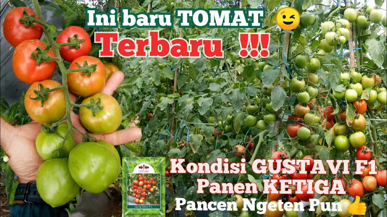 Tomat Gustavi F1 _Buah Super dengan Aplikasi Kotoran Sapi #tips_menanam_tomat #budidaya_tomat