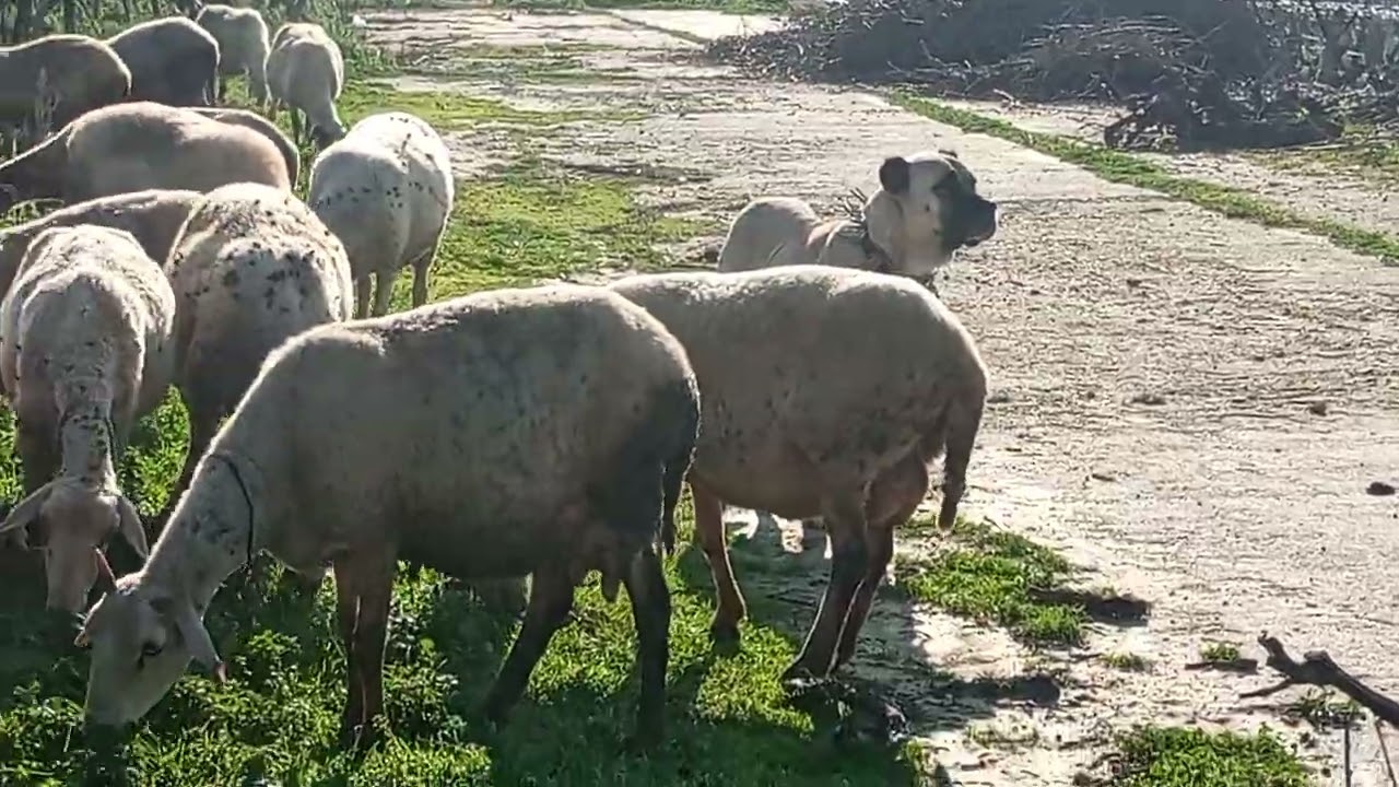 BU ŞAP HASTALIĞI NERDEN ÇIKTI. KÖYDE YOKTU BU HASTALIK Bİ ŞEKİLDE Bİ YERDEN GELDİ VEYA GETİRDİLER.